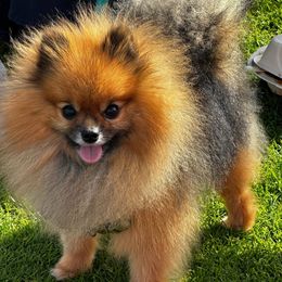 Pomeranian Puppies from Amore Pomeranians