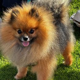 Pomeranian Puppies from Amore Pomeranians