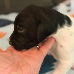 Stonie - Black and white male German Shorthaired Pointer puppy in Hot Springs, Virginia from Thunder Mountain Gun Dogs