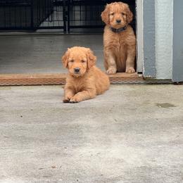 Golden Retriever Puppies from Bigfoot Goldens - AKC Registered Dark Red