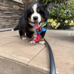 Tie Dye Boy - Black rust and white female Bernese Mountain Dog puppy in Bloomfield, Nebraska from Puppies on the Prairie