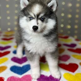 Jethro - Black and white male Pomsky puppy in Rossville, Georgia from Scenic City Pomskies