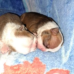 Boston Terrier Puppies from M&Bs Boston Terriers