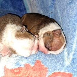 Boston Terrier Puppies from M&Bs Boston Terriers