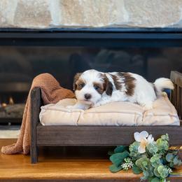 Bucky - Red sable male Havanese puppy in South Jordan, Utah from Lady Paws Puppies - Cassie