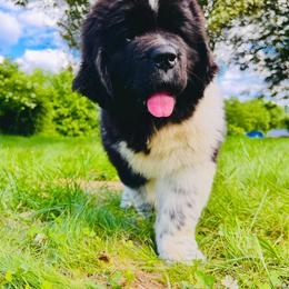 Newfoundland Puppies from Kinson Ridge Giants
