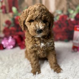 Goldendoodle puppies from Donnas Deluxe Doodles LLC