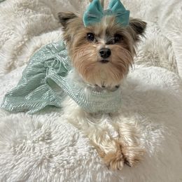 Diva - Yorkshire Terrier