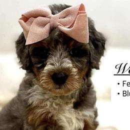 Australian Labradoodles, Bernedoodles, Goldendoodles, Labradoodles, and Poodles from T.M. Poodles & Doodles