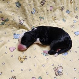 Bernedoodle and Goldendoodle Puppies from Doni Doodles