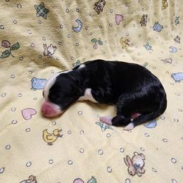 Bernedoodle and Goldendoodle Puppies from Doni Doodles