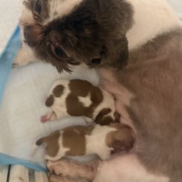 Shih Tzu Puppies from Wood Foo Breeders