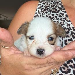 Cowboy - Red white and sable male Papillon puppy in Surprise, Arizona from Papillons in Arizona