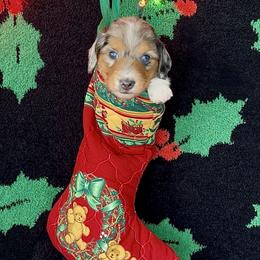 Dasher - Dapple male Dachshund puppy in Poteau, Oklahoma from Sisters Dazzling Dachshunds