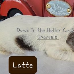 Boston Terrier and Cocker Spaniel Puppies from Down in the Holler