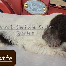 Boston Terrier and Cocker Spaniel Puppies from Down in the Holler