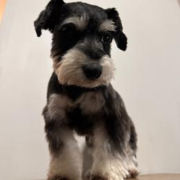 Doxie - Miniature Schnauzer