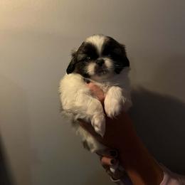 Luna - Black and tan female Pekingese puppy in Brown City, Michigan from Sweet Pekes