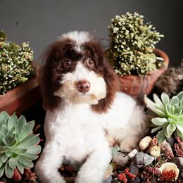 Vinny - Poodle