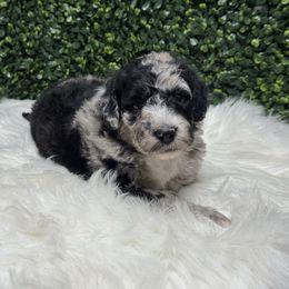 Nitro - Blue merle male Sheepadoodle puppy in Los Angeles, California from Exquisite Doodles
