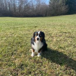 Pip - Miniature Australian Shepherd