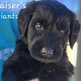 Boy 3 - Black male Giant Schnauzer puppy in Billings (Bil), Montana from Kaiser's Giants