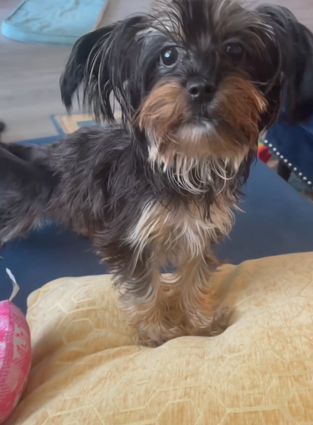 Yorkshire Terrier Puppies from Wild Azalea Yorkies on FB