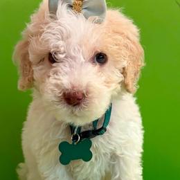 Snowflake - White female Poodle puppy in Midlothian, Texas from Pristine Puppies & Signature Studs