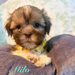 Milo - Liver and white male Shih Tzu puppy in Hemet, California from Aloha Shih Tzu