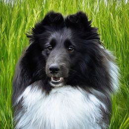 Joy - Shetland Sheepdog