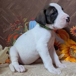 Goody - Fawn female Great Dane puppy in Bay City, Michigan from Monarch Danes