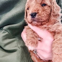 Olaf - Apricot male Goldendoodle puppy in Valley Center, California from AweStrunk Farms