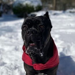 Lilo - Cane Corso
