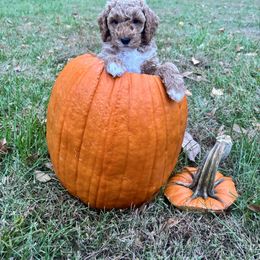 Apple - Red  male Goldendoodle puppy in Gower, Missouri from Hillside Paws