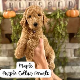 Maple- purple collar - Apricot female Goldendoodle puppy in Taylorsville, North Carolina from Doggone Dixie Doodles
