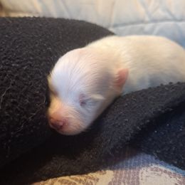 Girl 4 - White female Pomeranian puppy in Lore City, Ohio from Tonia's Pomeranians