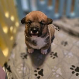 Girl 2 - Sable female American Corgi puppy in Tallahassee, Florida from Koko's Korgis