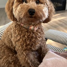 Havapoo, Maltipoo, and Poodle All Grown Up from Riyem Wildflower Farms