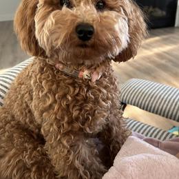 Havapoo, Maltipoo, and Poodle All Grown Up from Riyem Wildflower Farms