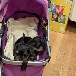 Yorkshire Terrier Puppies from Beantown Yorkshires