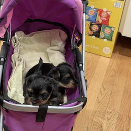 Yorkshire Terrier Puppies from Beantown Yorkshires
