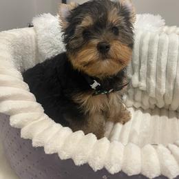 Lincoln - Black and tan male Yorkshire Terrier puppy in Belpre, Ohio from Blackwoods Yorkies