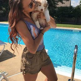 Australian Shepherd Puppies from Adams Family Aussies