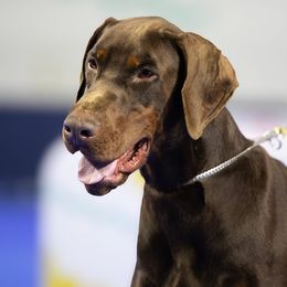 Charlemagne - Doberman Pinscher