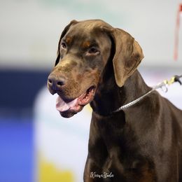 Charlemagne - Doberman Pinscher
