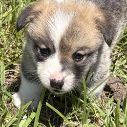 Bodi - White and fawn male Pembroke Welsh Corgi puppy in Keizer, Oregon from Grit Phillips