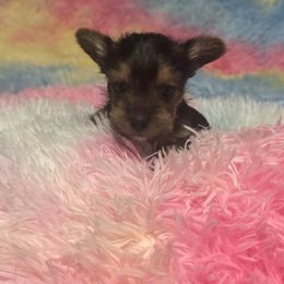 Tiny traditional girl - Blue and gold female Yorkshire Terrier puppy in Milton, Florida from Sassenach Yorkie Kennels