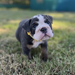 Archer - Blue tri-color male Bulldog puppy in Hartshorne, Oklahoma from Jena Edmond