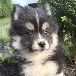 Iris - Black and white female Pomsky puppy in Ravena, New York from Osiris’s Siberians & Pomskies