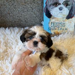AKC Calvin - Champion Bloodline - Tricolor male Shih Tzu puppy in Long Beach, California from Prieto Shih-Tzu's